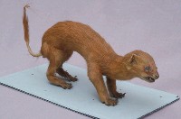 黃鼠狼藏品圖，第3張
